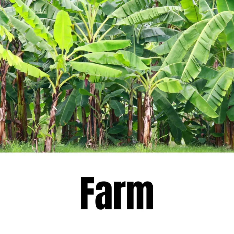 banana trees