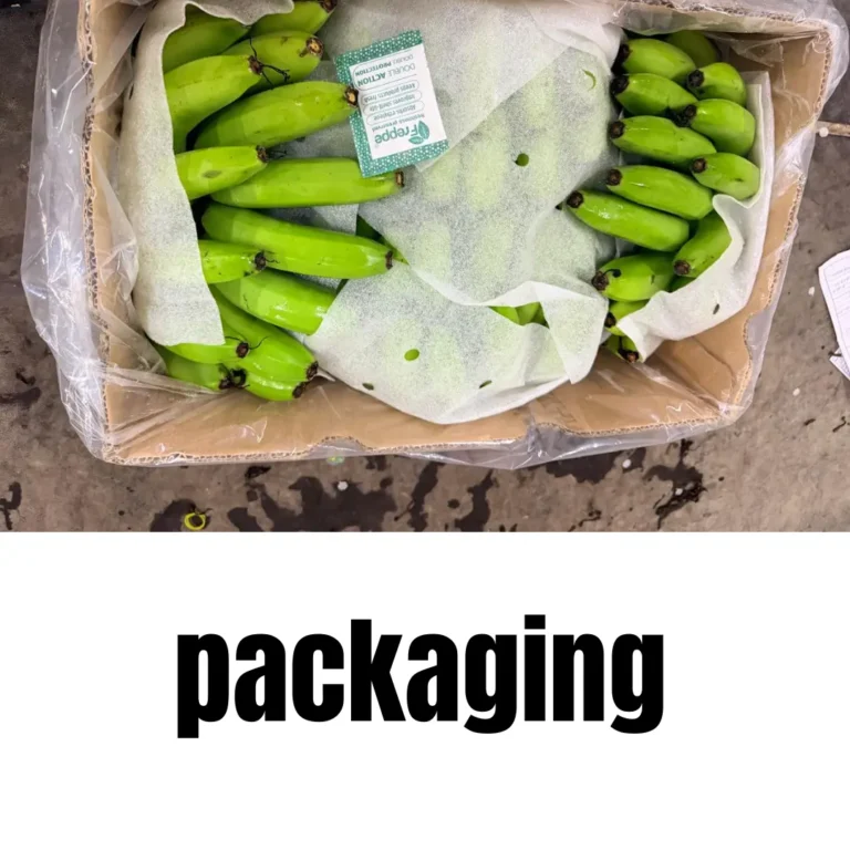 banana packed in box